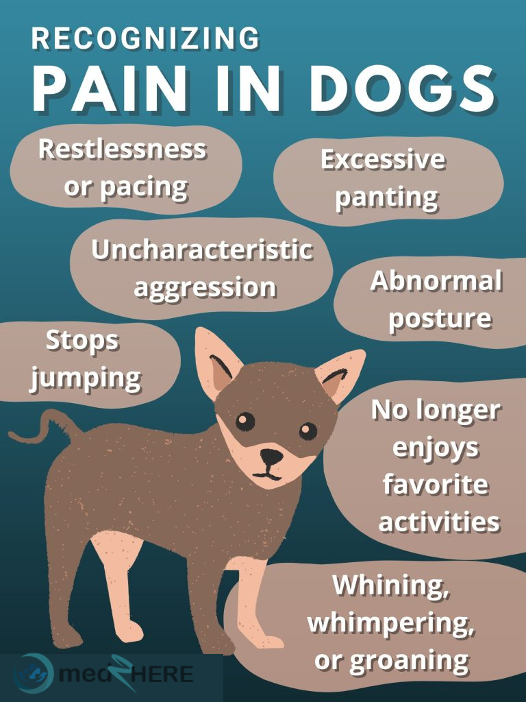 dog for pain